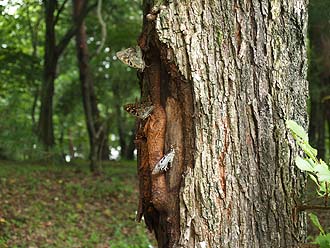 写真4：樹液に集まるオオムラサキ
