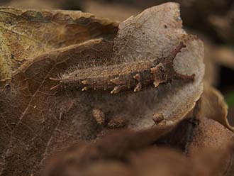写真5：越冬するオオムラサキの幼虫
