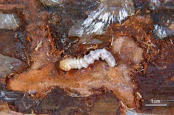 写真1：マツノマダラカミキリ幼虫