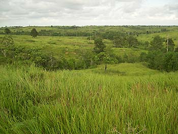 写真1：インドネシアのチガヤ草原（遠景）