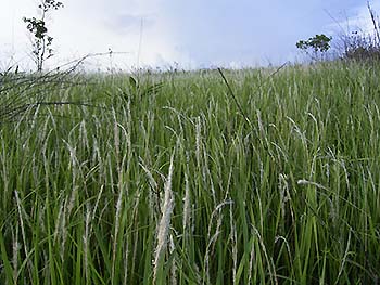 写真2：インドネシアのチガヤ草原（近景）