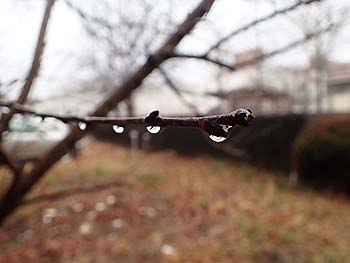 写真3：ヤブツバキの枝に集まってできた雨粒