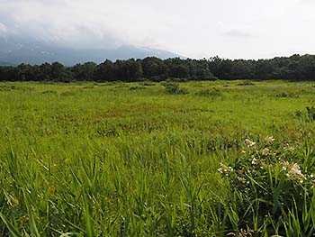 写真1：湿原（鳥海山山麓）