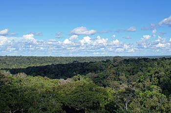 写真1：マナウス郊外のアマゾン熱帯林（テラ・フィルメ林）