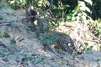 写真3：野生のジャガー（車内から撮影）