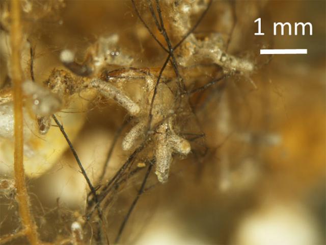 土壌から樹木へのセシウム吸収が菌根菌の影響を受ける