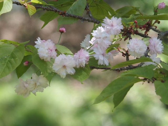奈良の八重桜（2021年4月22日）
