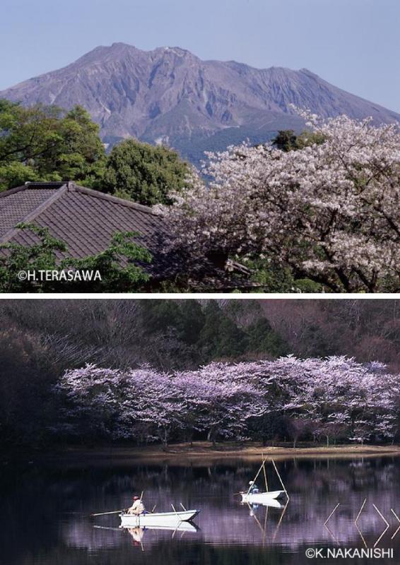 染井吉野で巡る桜旅