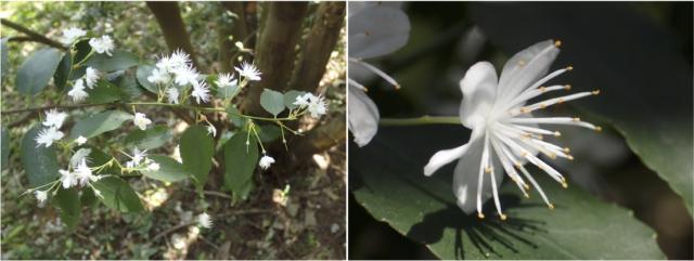 森林総合研究所 多摩森林科学園 ハイノキの花 4月