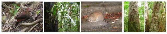 左から、ノグチゲラ、樹幹に着生するオキナワセッコク、路肩で採食するケナガネズミ、イスノキとスダジイの写真