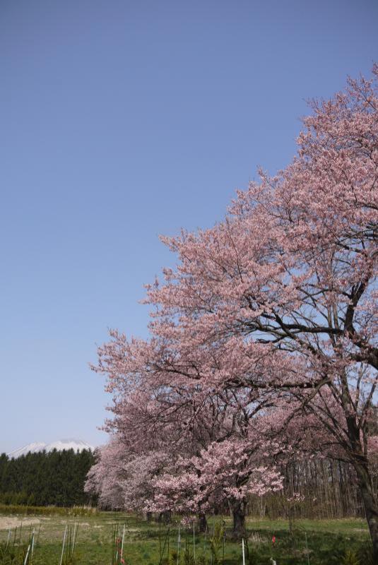 桜と岩手山