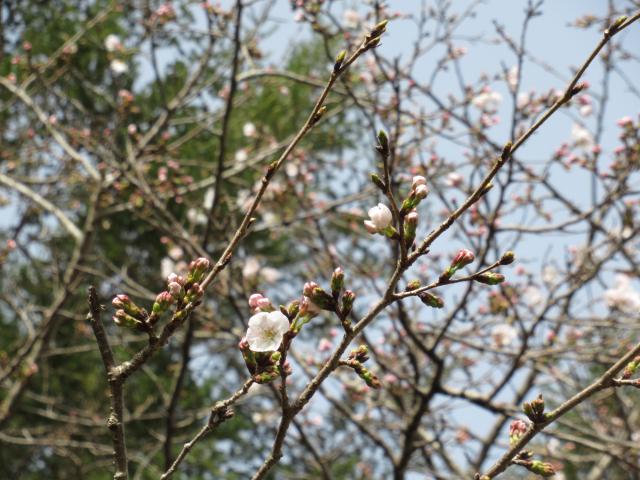 2025年3月25日ソメイヨシノ花芽の写真