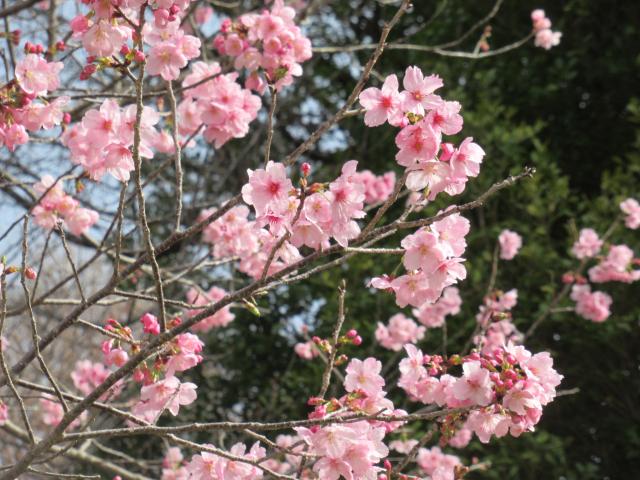 2025年3月25日陽光花芽の写真