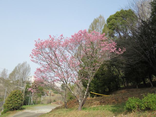 2025年3月25日陽光樹形の写真