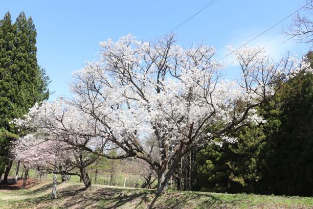 2025年4月24日カスミザクラ樹形の写真