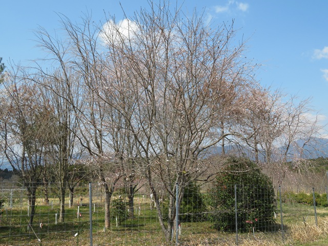 2025年4月4日染井吉野樹形の写真