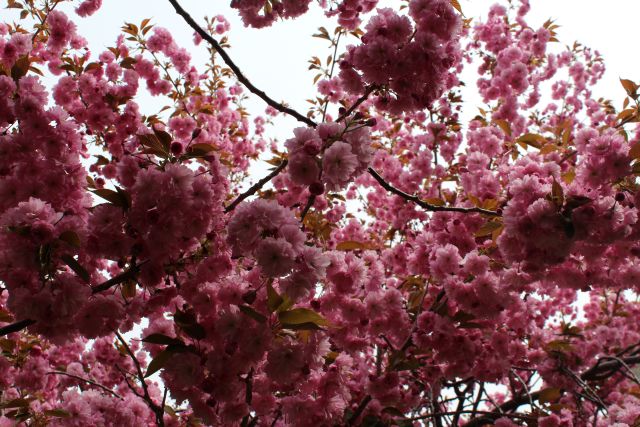 2025年5月15日関山花芽の写真