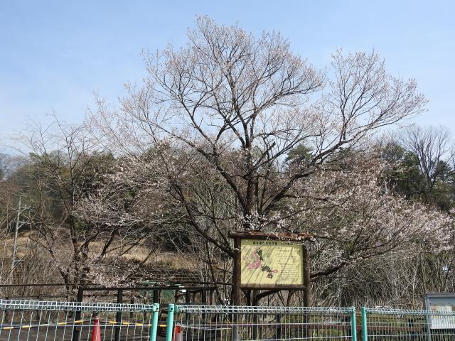 2025年3月27日エドヒガン樹形の写真