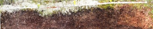 soil profile at surface layer