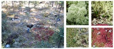forest floor and close up of various moss lichens