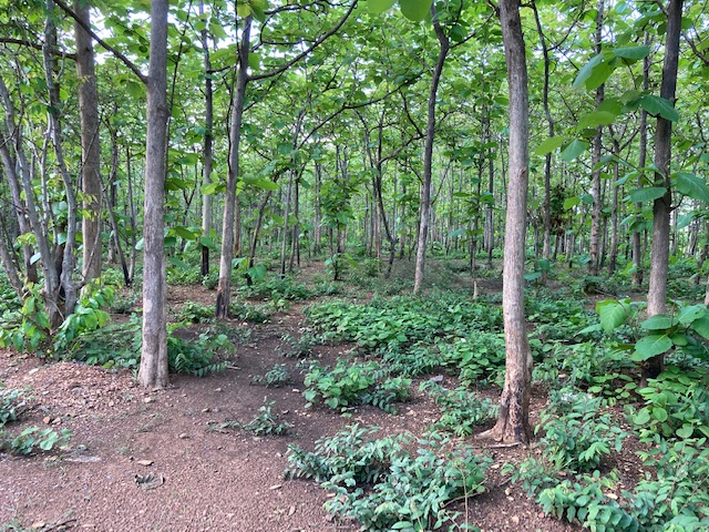 Teak forest in Kratie Province, Kingdom of Cambodia. Many teak trees, about 20 cm in diameter and 15 m tall, line the plains.