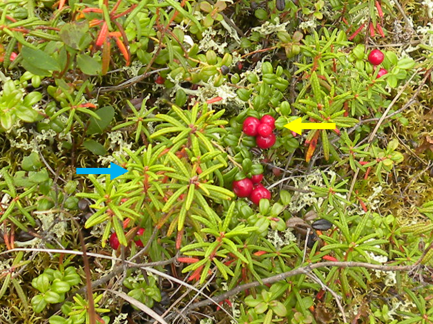 Photograph of ericaceous shrubs growing in our study site
