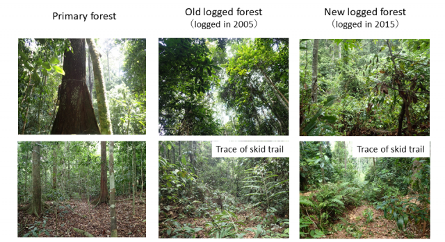 Interior view of tropical rainforest at the study sites in Borneo