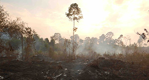 Photo of a forest being cut and burnt.