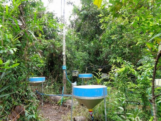 Throughfall is collected by circle shaped rainfall collectors with diameter of 80 cm in tropical seasonal forest in Cambodia.