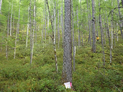 photo(left):photograph of larch priority forest