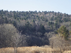 photo(right):mixed forest pictures