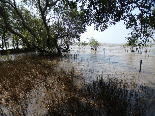 Photo of mangroves with their aerial roots being washed by waves