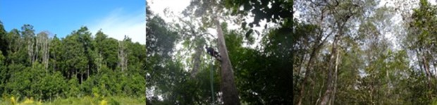 Appearance of study site and inside view of studied forests.