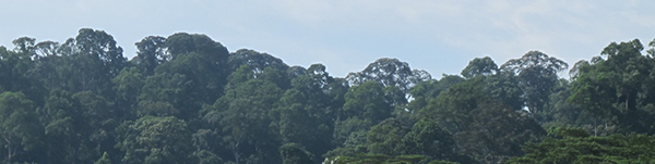 photo01:A photo of Bukit Tima Nature reserve