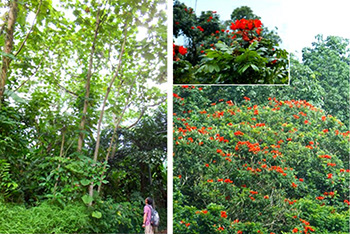photo02:Left picture, a man looking up Cecropia trees; right picture, trees with a number of red flowers and close up of the red flowers.