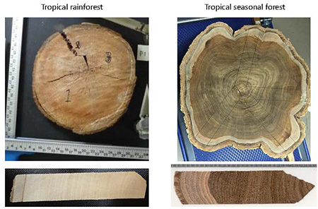 photo02:an evergreen rainforest sample and a deciduous tropical seasonal forest sample