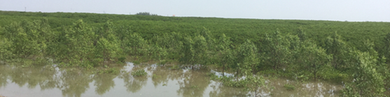 Photo of a mangrove forest with short height canopy