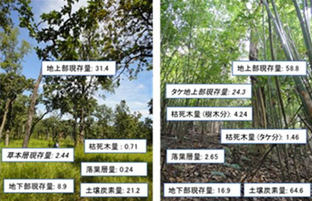 photo02:image of tropical seasonal forest displaying carbon stock