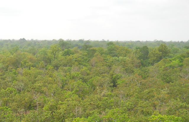 Seasonal tropical deciduous forest in leaf-expanding season (Kratie Province, Cambodia)