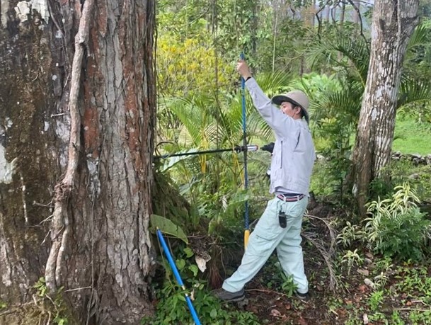 Researcher obtaining samples from a large tree to estimate growth and annual rings.