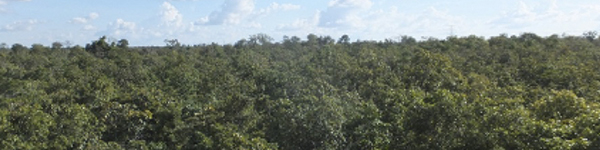 photo01:Photograph of canopy of a tropical seasonal forest