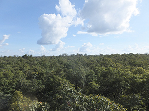 photo02:Continuous green canopy of a forest