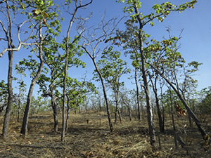 photo03:Leaf shed trees of on dry soil.