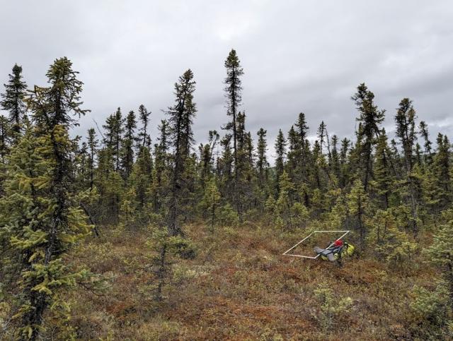 This is a typical view of sparse forests where coniferous trees with a maximum height of about 3 meters grow sparsely and thinly. The bright forest floor is covered with mosses and shrubs.