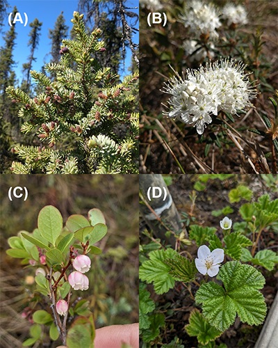 This is a photo of the branches, leaves, or flowers of each plant species. 