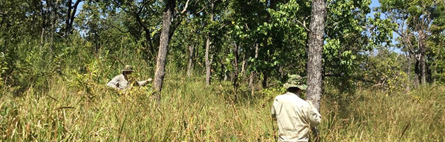 Two researchers are measuring trees in a forest where grass grows up to waist height.