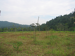 Photo before planting