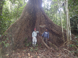 A large tree in the exercise forest of East Kutai Agricultural College School