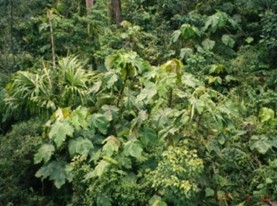photo02:macalanga forest pictures
