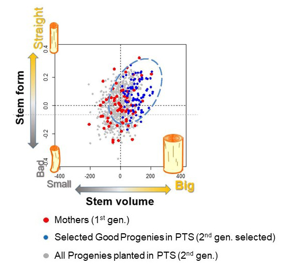 The graph shows an assessment of the stem volume on the horizont axis and the stem form on the vertical axis.
